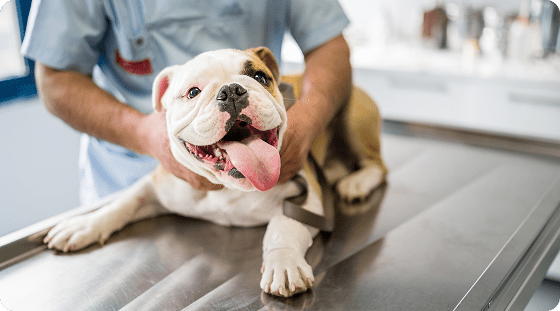 Why Pet Insurance Matters