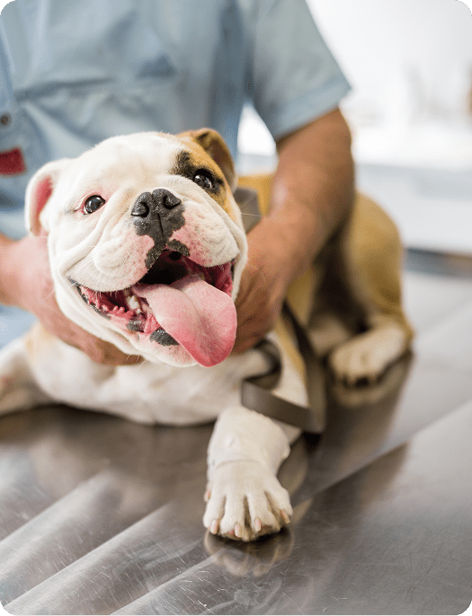 Why Pet Insurance Matters